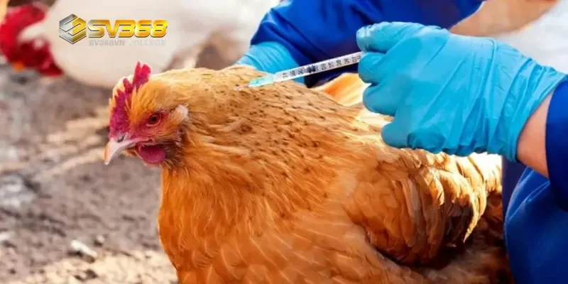 Cách phòng bệnh gà đá thường gặp hiệu quả