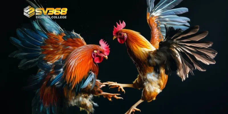 Hiểu rõ về đá gà Campuchia